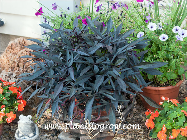 Illusion Midnight Lace Sweet Potato Vine
This plant was growing where it got a little less than 1/2 day morning sun.